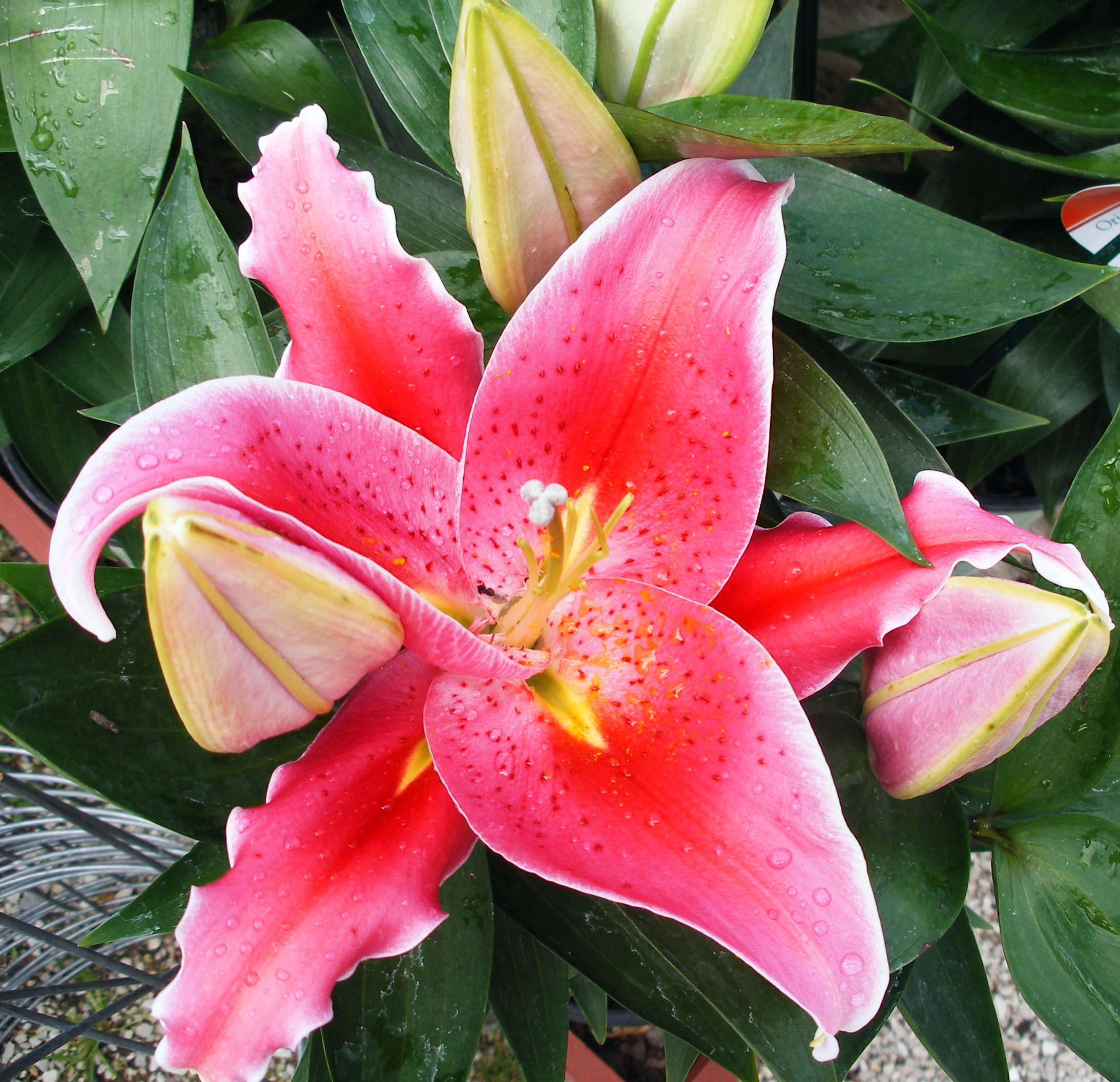 Oriental lilies such as