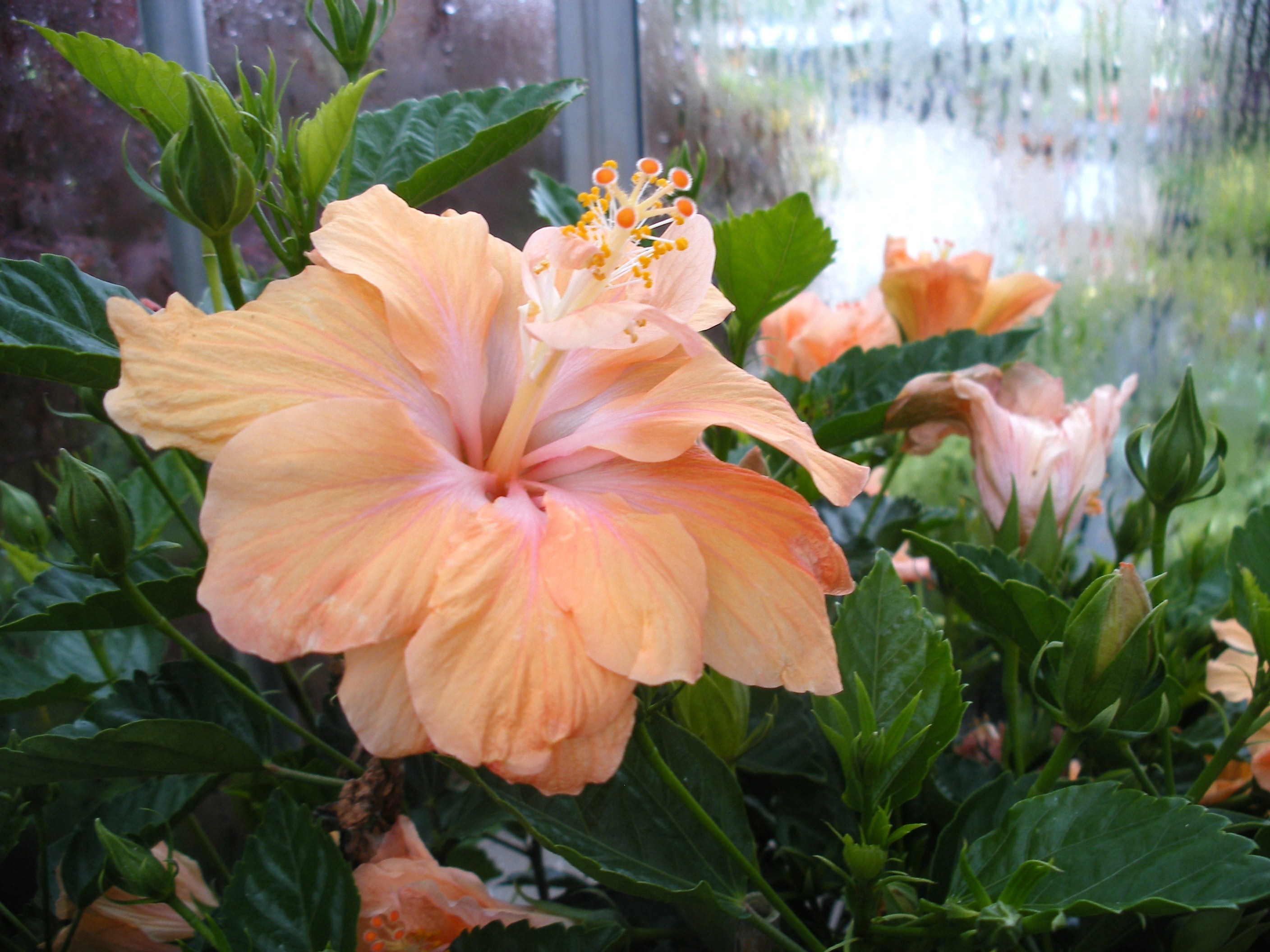 How Do You Care For A Hibiscus Plant In The Winter