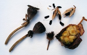 poppy, agapanthus, calla, zinnia seed heads
