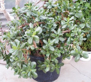 Jade plant