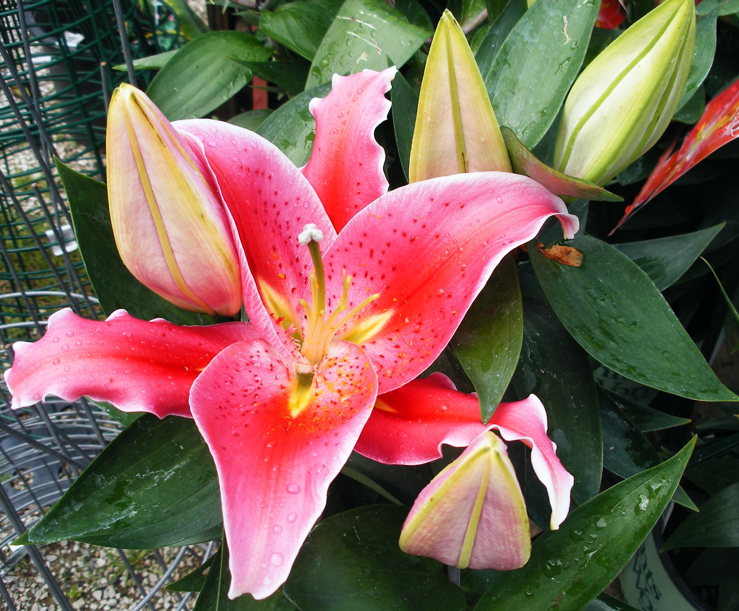 star gazer lily pictures