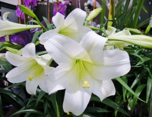 Easter lily 