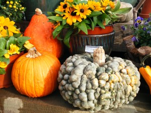 Assorted gourds