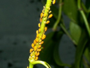 aphids on mandevilla plant