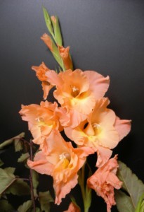 gladiolus