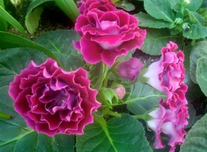 Double gloxinia