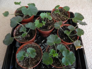 Propagating geranium cuttings