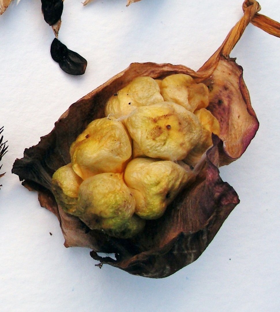 calla-lily-seed-pods