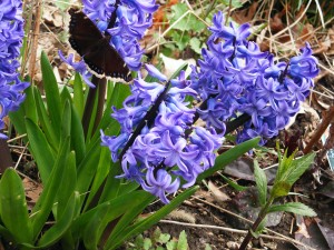 Hyacinth with butterfly