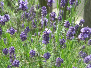 lavender in bloom