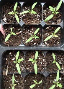 tomato seedlings