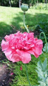 pink carnation poppy (717x1280) (2)