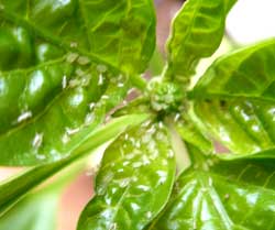 aphids on basil 