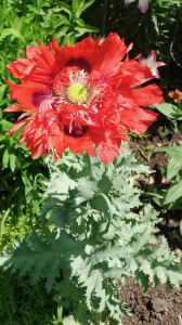 Heirloom poppy Papaver somniferum