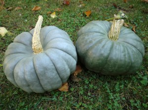  Jarrahdale Australian blue pumpkin 
