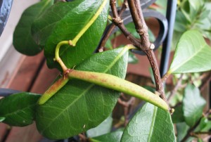 Conf.Jasmine seed pod
