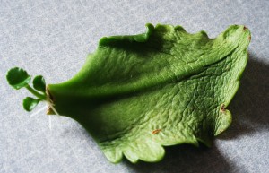 Propagate from leaf
