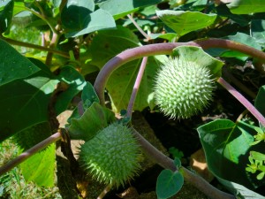 Seed pod from Datura- Jimson weed
