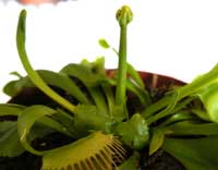 emerging flower head