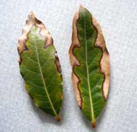soluble salt damage