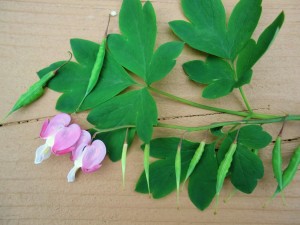 bleeding heart seed pods