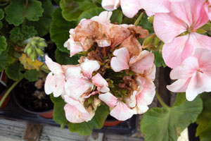 botrytis3 botrytis3