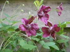 clematis