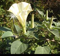  'Jimson weed' flower grows upward