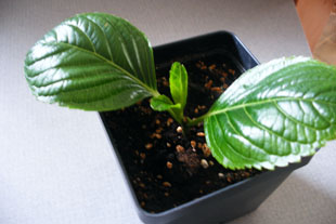 hydrangea-cutting2 hydrangea-cutting2