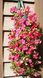 impatiens in a pouch impatients in a pouch