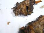 iris borer infestation
