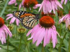 monarch butterfly