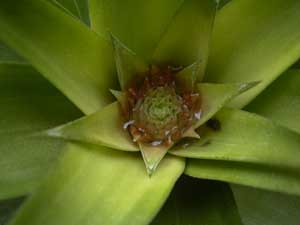 Pineapple plant flowering after 2 years from cutting.