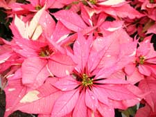 poinsettia