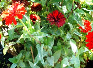 powdery mildew on zinnia