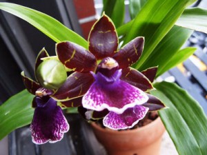 purple-orchid1