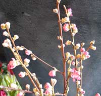 flowering quince