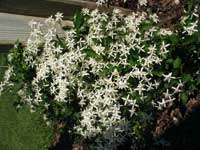 sweet autumn clematis